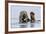 Grey Seal (Halichoerus Grypus) At Rest On Submerged Rock, Head And One Flipper Above Water-Andy Trowbridge-Framed Photographic Print