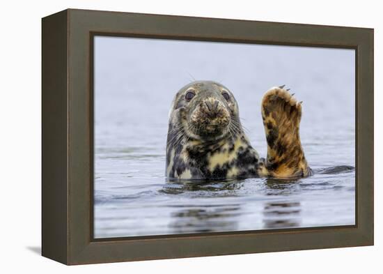Grey Seal (Halichoerus Grypus) At Rest On Submerged Rock, Head And One Flipper Above Water-Andy Trowbridge-Framed Premier Image Canvas