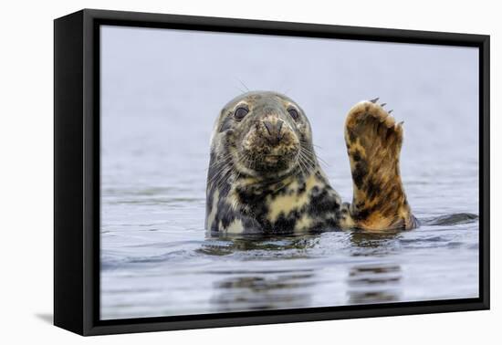 Grey Seal (Halichoerus Grypus) At Rest On Submerged Rock, Head And One Flipper Above Water-Andy Trowbridge-Framed Premier Image Canvas