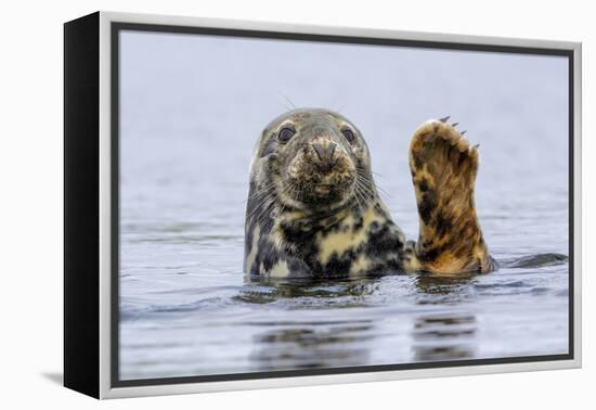Grey Seal (Halichoerus Grypus) At Rest On Submerged Rock, Head And One Flipper Above Water-Andy Trowbridge-Framed Premier Image Canvas