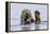 Grey Seal (Halichoerus Grypus) At Rest On Submerged Rock, Head And One Flipper Above Water-Andy Trowbridge-Framed Premier Image Canvas