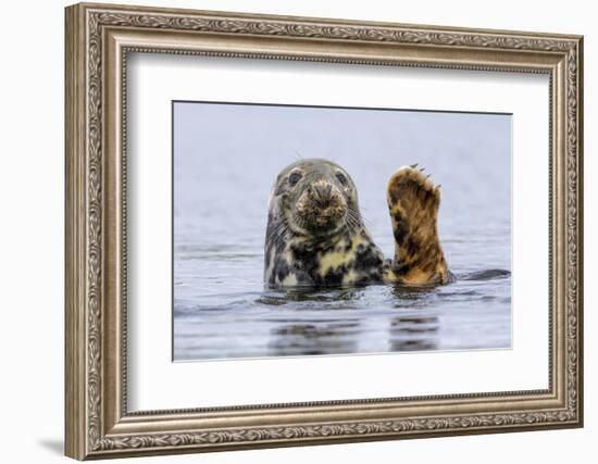 Grey Seal (Halichoerus Grypus) At Rest On Submerged Rock, Head And One Flipper Above Water-Andy Trowbridge-Framed Photographic Print