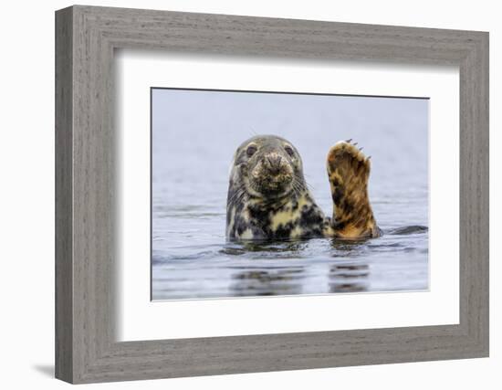 Grey Seal (Halichoerus Grypus) At Rest On Submerged Rock, Head And One Flipper Above Water-Andy Trowbridge-Framed Photographic Print