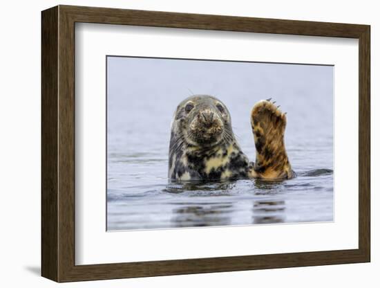 Grey Seal (Halichoerus Grypus) At Rest On Submerged Rock, Head And One Flipper Above Water-Andy Trowbridge-Framed Photographic Print