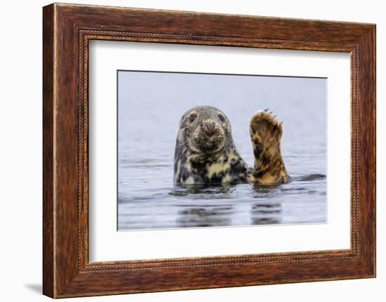 Grey Seal (Halichoerus Grypus) At Rest On Submerged Rock, Head And One Flipper Above Water-Andy Trowbridge-Framed Photographic Print