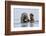 Grey Seal (Halichoerus Grypus) At Rest On Submerged Rock, Head And One Flipper Above Water-Andy Trowbridge-Framed Photographic Print