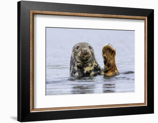 Grey Seal (Halichoerus Grypus) At Rest On Submerged Rock, Head And One Flipper Above Water-Andy Trowbridge-Framed Photographic Print