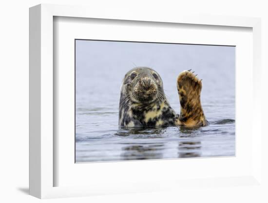 Grey Seal (Halichoerus Grypus) At Rest On Submerged Rock, Head And One Flipper Above Water-Andy Trowbridge-Framed Photographic Print