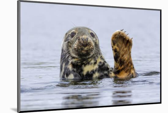 Grey Seal (Halichoerus Grypus) At Rest On Submerged Rock, Head And One Flipper Above Water-Andy Trowbridge-Mounted Photographic Print