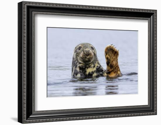 Grey Seal (Halichoerus Grypus) At Rest On Submerged Rock, Head And One Flipper Above Water-Andy Trowbridge-Framed Photographic Print