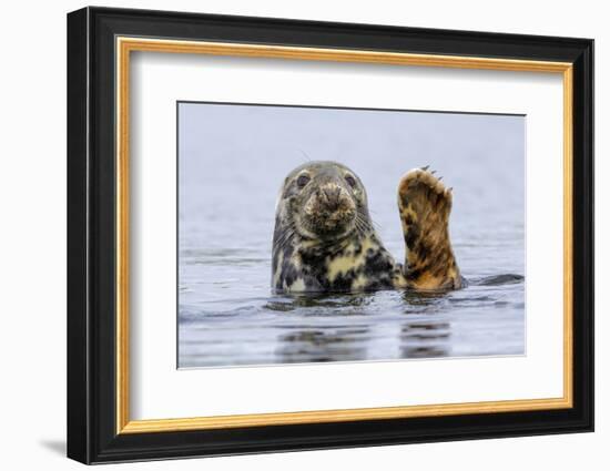 Grey Seal (Halichoerus Grypus) At Rest On Submerged Rock, Head And One Flipper Above Water-Andy Trowbridge-Framed Photographic Print