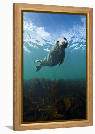 Grey Seal (Halichoerus Grypus) Portrait Underwater, Farne Islands, Northumberland, England, UK-Alex Mustard-Framed Premier Image Canvas