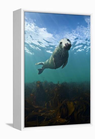 Grey Seal (Halichoerus Grypus) Portrait Underwater, Farne Islands, Northumberland, England, UK-Alex Mustard-Framed Premier Image Canvas