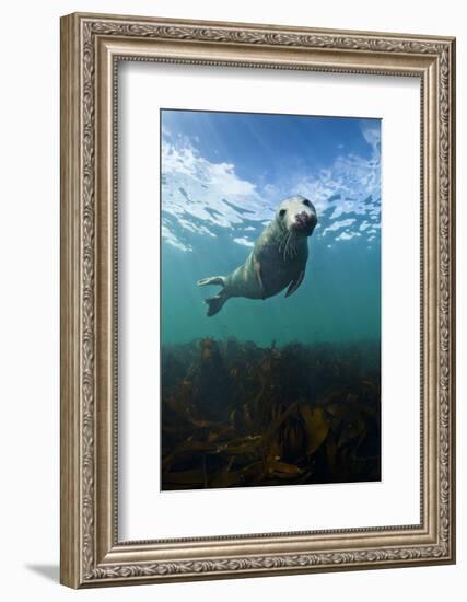 Grey Seal (Halichoerus Grypus) Portrait Underwater, Farne Islands, Northumberland, England, UK-Alex Mustard-Framed Photographic Print