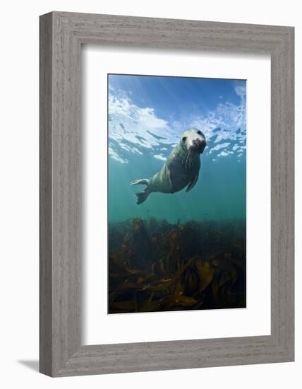 Grey Seal (Halichoerus Grypus) Portrait Underwater, Farne Islands, Northumberland, England, UK-Alex Mustard-Framed Photographic Print