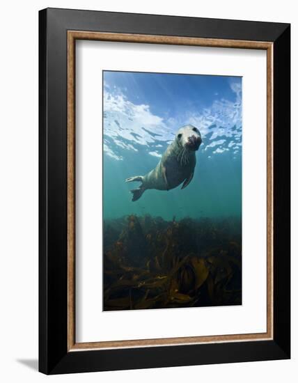 Grey Seal (Halichoerus Grypus) Portrait Underwater, Farne Islands, Northumberland, England, UK-Alex Mustard-Framed Photographic Print