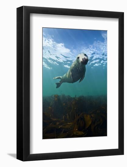 Grey Seal (Halichoerus Grypus) Portrait Underwater, Farne Islands, Northumberland, England, UK-Alex Mustard-Framed Photographic Print