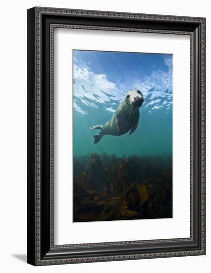 Grey Seal (Halichoerus Grypus) Portrait Underwater, Farne Islands, Northumberland, England, UK-Alex Mustard-Framed Photographic Print