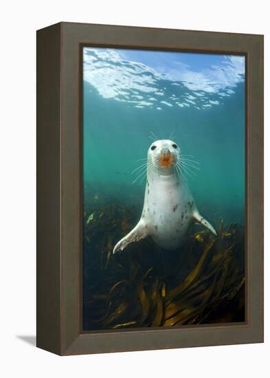 Grey Seal (Halichoerus Grypus) Underwater Amongst Kelp. Farne Islands, Northumberland, England-Alex Mustard-Framed Premier Image Canvas