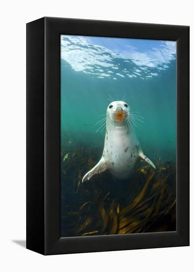 Grey Seal (Halichoerus Grypus) Underwater Amongst Kelp. Farne Islands, Northumberland, England-Alex Mustard-Framed Premier Image Canvas