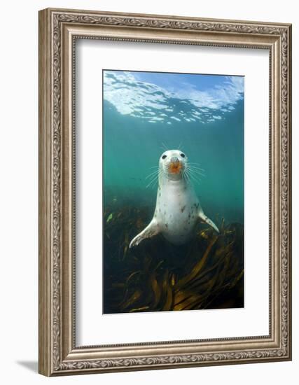 Grey Seal (Halichoerus Grypus) Underwater Amongst Kelp. Farne Islands, Northumberland, England-Alex Mustard-Framed Photographic Print