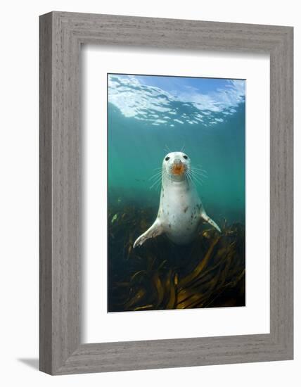 Grey Seal (Halichoerus Grypus) Underwater Amongst Kelp. Farne Islands, Northumberland, England-Alex Mustard-Framed Photographic Print