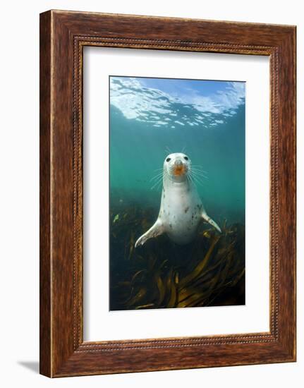 Grey Seal (Halichoerus Grypus) Underwater Amongst Kelp. Farne Islands, Northumberland, England-Alex Mustard-Framed Photographic Print