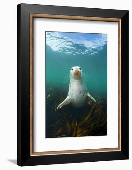 Grey Seal (Halichoerus Grypus) Underwater Amongst Kelp. Farne Islands, Northumberland, England-Alex Mustard-Framed Photographic Print