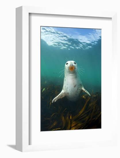 Grey Seal (Halichoerus Grypus) Underwater Amongst Kelp. Farne Islands, Northumberland, England-Alex Mustard-Framed Photographic Print