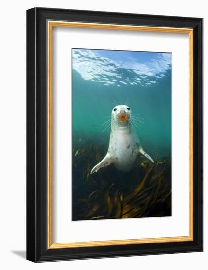 Grey Seal (Halichoerus Grypus) Underwater Amongst Kelp. Farne Islands, Northumberland, England-Alex Mustard-Framed Photographic Print