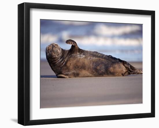 Grey Seal Lying on Beach, UK-Pete Cairns-Framed Photographic Print