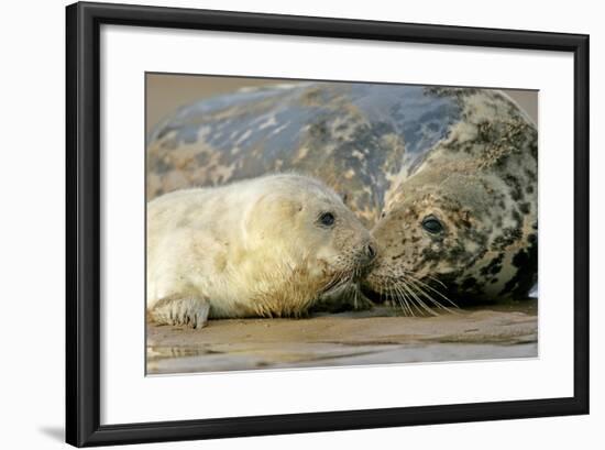 Grey Seal Mother and Newborn Pup Taking Stock-null-Framed Photographic Print