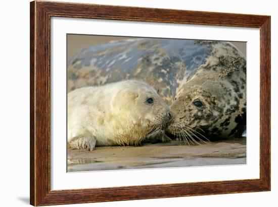 Grey Seal Mother and Newborn Pup Taking Stock-null-Framed Photographic Print