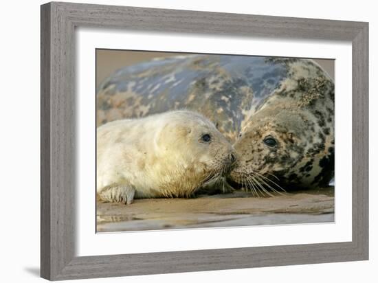 Grey Seal Mother and Newborn Pup Taking Stock-null-Framed Photographic Print