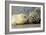 Grey Seal Mother and Newborn Pup Taking Stock-null-Framed Photographic Print