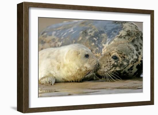 Grey Seal Mother and Newborn Pup Taking Stock-null-Framed Photographic Print