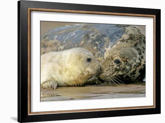 Grey Seal Mother and Newborn Pup Taking Stock-null-Framed Photographic Print