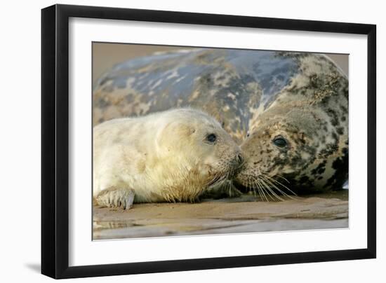 Grey Seal Mother and Newborn Pup Taking Stock-null-Framed Photographic Print