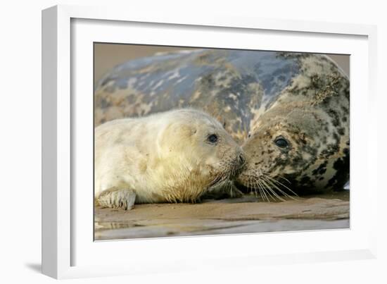 Grey Seal Mother and Newborn Pup Taking Stock-null-Framed Photographic Print