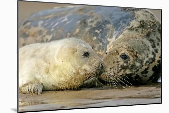 Grey Seal Mother and Newborn Pup Taking Stock-null-Mounted Photographic Print