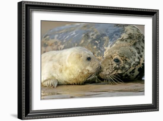 Grey Seal Mother and Newborn Pup Taking Stock-null-Framed Photographic Print