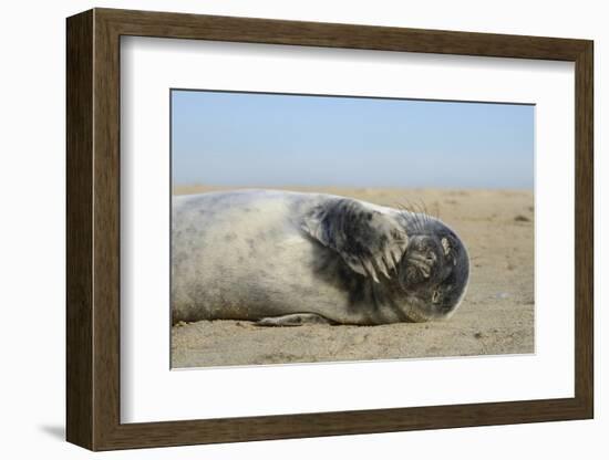 Grey Seal Pup (Halichoerus Grypus) Chewing a Flipper While Lying on a Sandy Beach-Nick Upton-Framed Photographic Print
