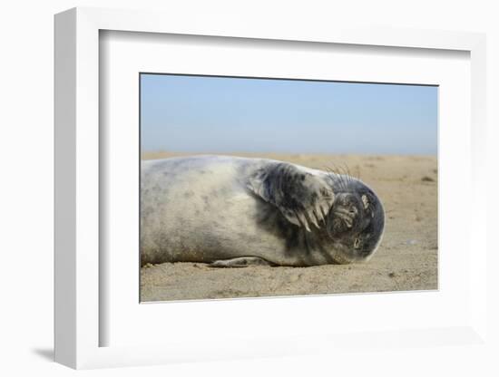Grey Seal Pup (Halichoerus Grypus) Chewing a Flipper While Lying on a Sandy Beach-Nick Upton-Framed Photographic Print