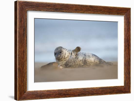 Grey seal pup, Norfolk, England, United Kingdom, Europe-Kyle Moore-Framed Photographic Print