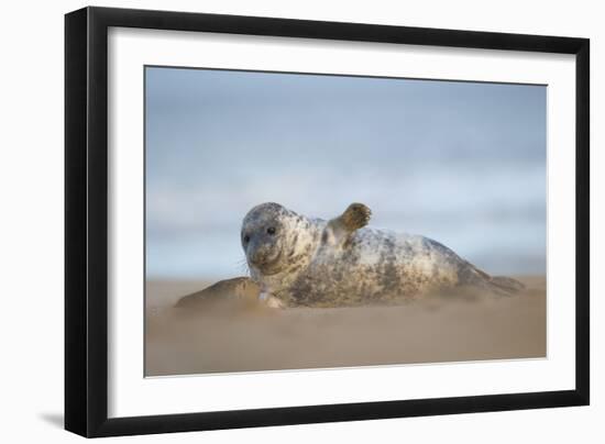 Grey seal pup, Norfolk, England, United Kingdom, Europe-Kyle Moore-Framed Photographic Print