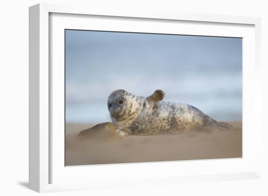 Grey seal pup, Norfolk, England, United Kingdom, Europe-Kyle Moore-Framed Photographic Print