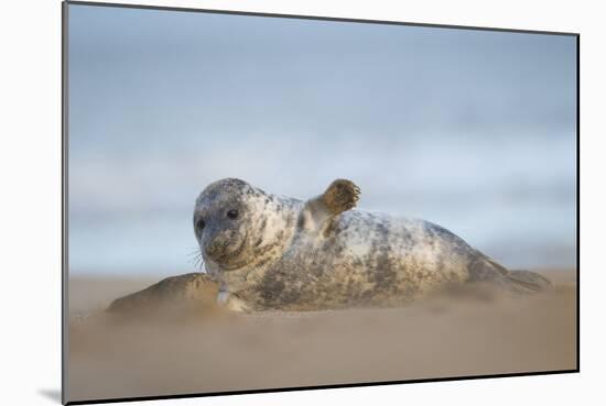 Grey seal pup, Norfolk, England, United Kingdom, Europe-Kyle Moore-Mounted Photographic Print