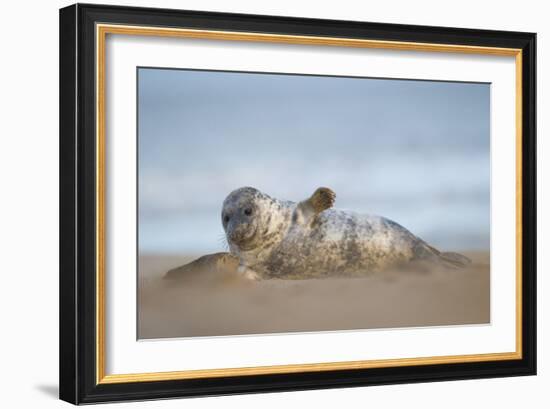 Grey seal pup, Norfolk, England, United Kingdom, Europe-Kyle Moore-Framed Photographic Print