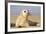 Grey Seal Pup on Beach-null-Framed Photographic Print