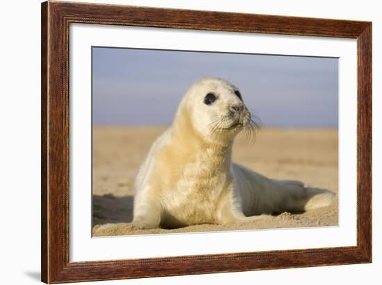 Grey Seal Pup on Beach-null-Framed Photographic Print